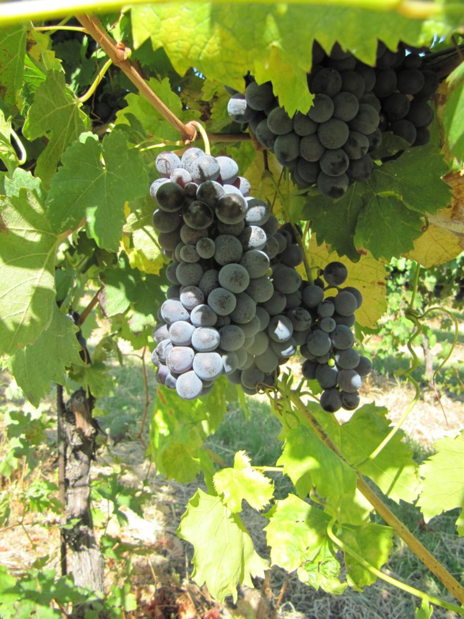 Vakantieboerderij Podere Riosto Cantina&agriturismo