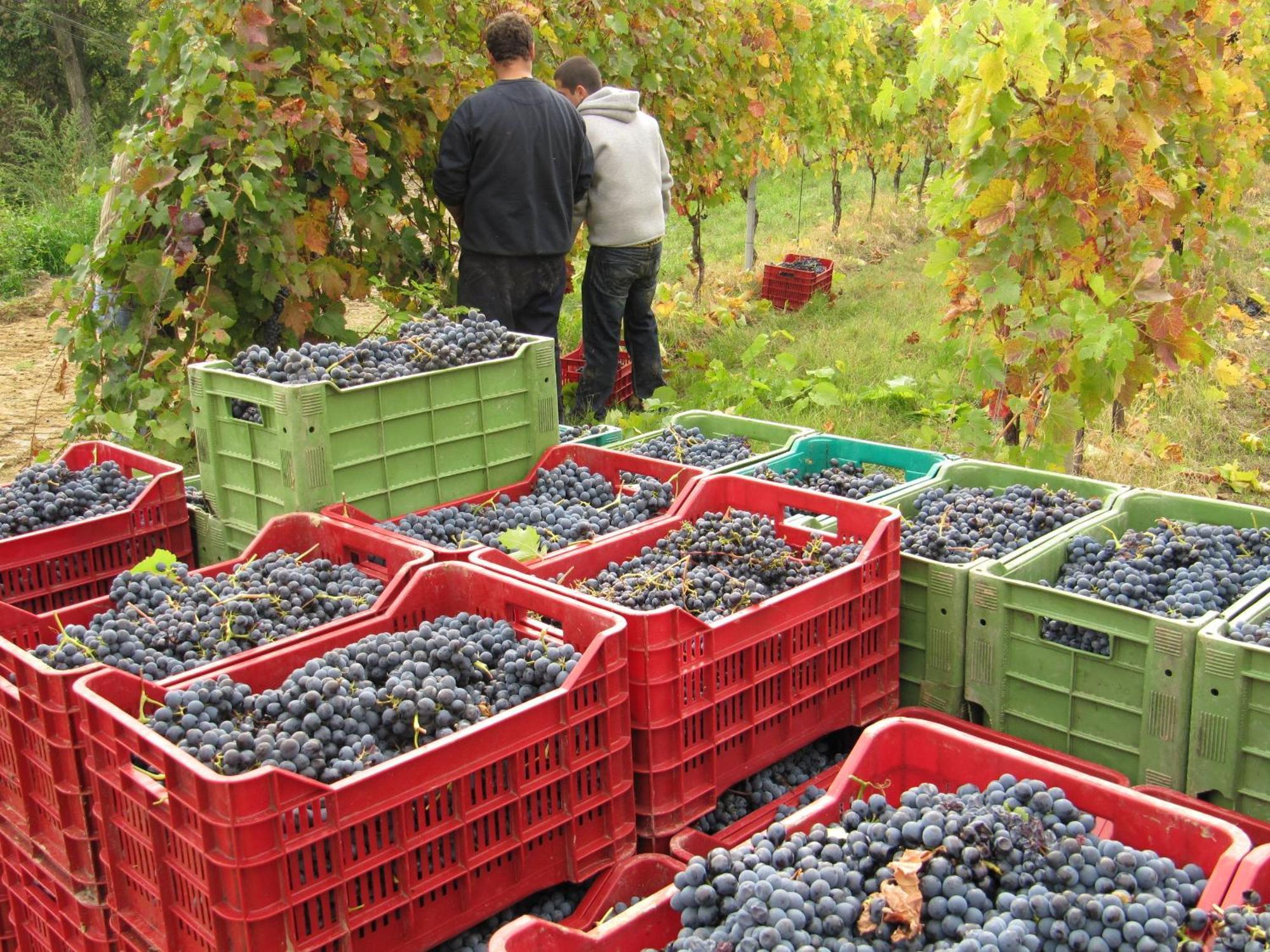 Vakantieboerderij Podere Riosto Cantina&agriturismo