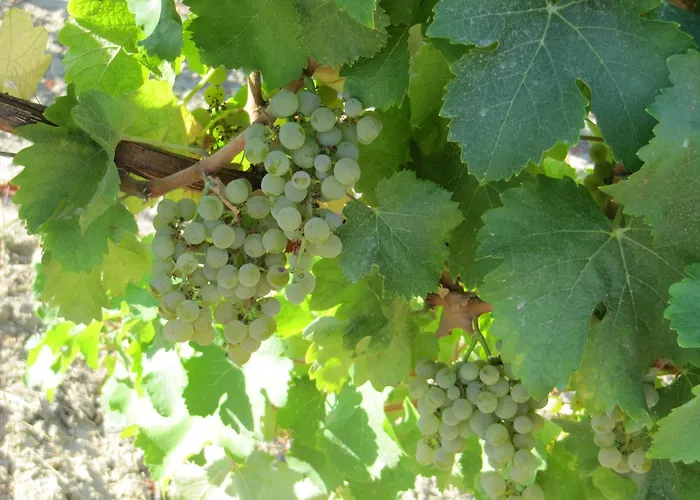 Podere Riosto Cantina&Agriturismo