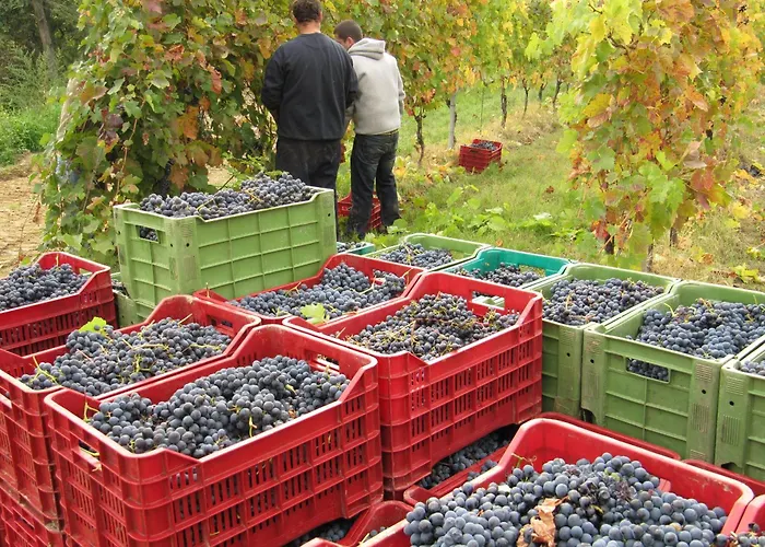 Podere Riosto Cantina&Agriturismo