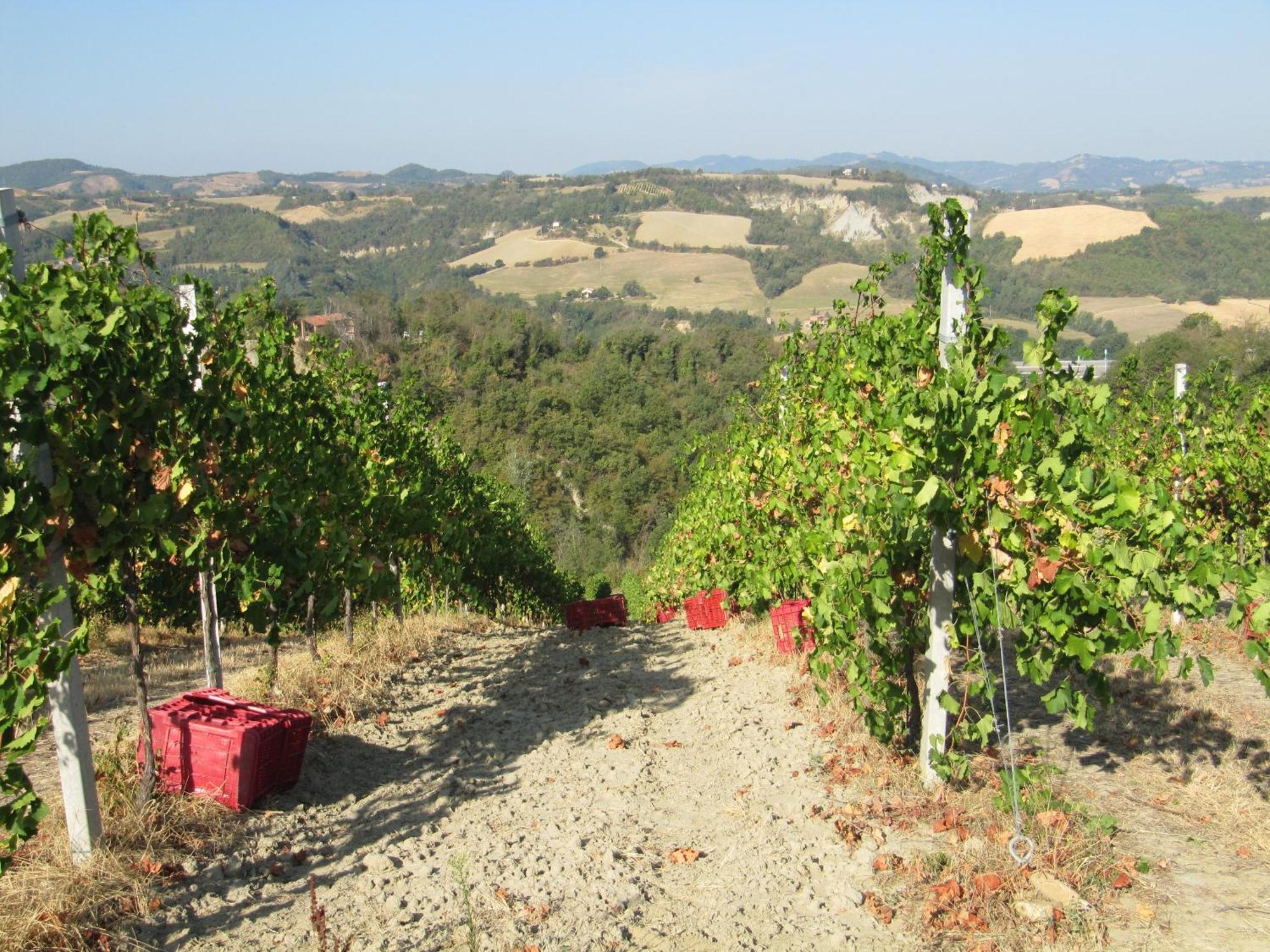 Podere Riosto Cantina&agriturismo Bauernhof *